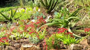 Image result for Crassula alba