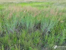 Image result for Capillipedium