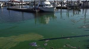 Lake okeechobee, the largest lake in florida, is commonly referred to as the big o. Impending Disaster Worsening Algae Bloom On Florida S Lake Okeechobee Threatens Coasts Again