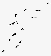 All png & cliparts images on nicepng are best quality. Birds Transparent Background Transparent Background Fly Bird Png Transparent Png 773x783 Free Download On Nicepng