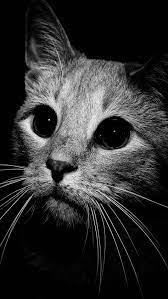 Wallpaper Samsung Galaxy Note 5 Ultra Hd Cat 2160 3840 485 Wallpaper Samsung Galaxy Note 5 Ult Samsung Papel De Parede Papel De Parede Gatos Papeis De Parede