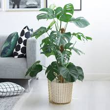 25 genial pflanzen dekoration wohnzimmer dekoration wohnzimmer. Trend Pflanzen Deko Tipps Connox Magazine