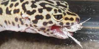 This page will go over how to feed your leopard gecko and make sure their diet is healthy and nutritious. Leopard Gecko Diet What To Feed Leopard Gecko Feeding Information On Leopard Gecko Care