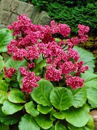 Bergenia are one of the tried and true perennials. Bergenia Cordifolia Morgenrote Garten Bergenie Gunstig Kaufen