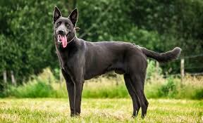 Belgium Malinois Black Belgian Malinois Puppy Belgian Malinois Blue Belgian Malinois Www Wolfsbanek9 Com K9 Protection Belgian Malinois Malinois Dog Malinois
