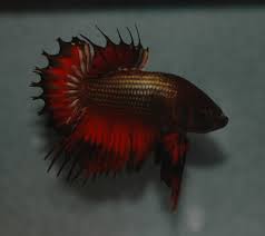Betta Fish Not Eating All Reasons Solutions Betta Care Fish Guide