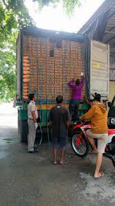 S1 kedokteran atau d3 paramedik veteriner, peternakan, analis kesehatan. Karantina Kupang Pastikan Badan Karantina Pertanian Facebook