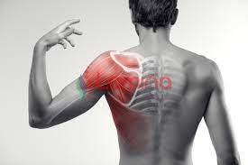 Tulang belikat atau scapula merupakan sebuah penghubung tulang selangka dengan tulang lengan. Sakit Tulang Belikat Sebelah Kiri Ini 7 Penyebabnya Lamina Pain And Spine Center