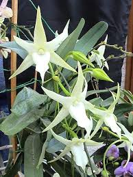 Image result for Angraecum moandense