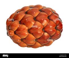 Image result for Raphia farinifera