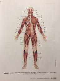 When observed macroscopically, this is seen as the anterolateral also, depending on the stress put upon the muscles, tearing of tendons and/or muscle bodies can occur. Solved Label Muscles 1 37label Muscles 1 23label Muscles Chegg Com
