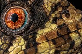 Image result for Isoglossa cataractarum