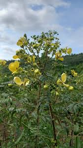 Image result for Dissotis caloneura