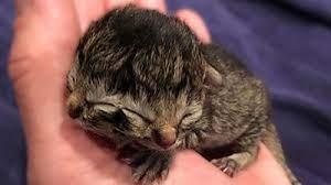 Search for a pet by first clicking any button below. Kitten Born With Two Faces In Oregon Bbc News