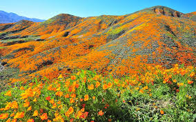 Maybe you would like to learn more about one of these? Flower Power Lake Elsinore Reopens Poppy Fields Amid Traffic Nightmare Times Of San Diego