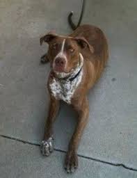 Feel free to browse classifieds placed by german shepherd dog breeders in pa and the surrounding areas. German Shorthaired Pointer Mix With Pitbull Petfinder