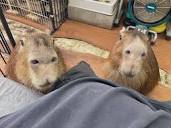 CAPYBARA LAND (Capybara Cafe & Petting Zoo)カピバランド on X: "If ...