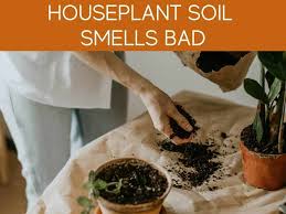 Maybe you would like to learn more about one of these? Top Soil For Houseplants 4 Common Problems Which Soil To Use Greenhouse Today