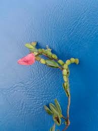 Image result for Zornia setosa