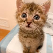 Da Sind Sie Renis Wunderschone Blaue Baby Augen Endlich Fast Verheilt Sie Tranen Noch Ganz Leicht Aber Das Wird Vollends Ver Baby Augen Katzenkinder Katzen