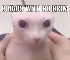 Woahhh No Brim Bingus In 2021 Funny Laugh Funny Memes Haha Funny