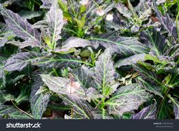 Image result for Gynura pseudochina