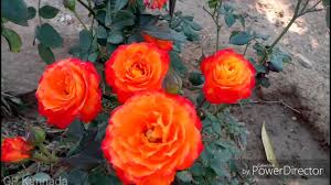 We did not find results for: Different Types Of Rose Flowers Hd à²— à²² à²¬ à²¹ à²µ à²—à²³ Youtube
