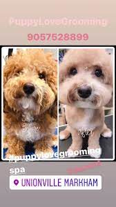 We did not find results for: Puppy Love Grooming Spa 2 197 Photos Pet Groomer