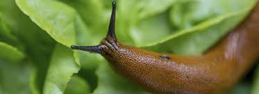 Slugs may be a very serious problem to you if you live in the northwest or other moisture laden areas of the country. Pet Friendly Snail Slug Killer Natria