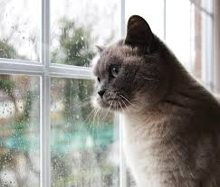 My cat attacks me unprovoked :( | thecatsite. Why Does My Cat Attack For No Reason Redirected Aggression In Cats Articles Catscratching Com
