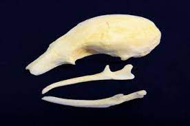 Silky Anteater Skull Replica Skeletons And Skulls Superstore Anteater Skulls For Sale Skeleton For Sale