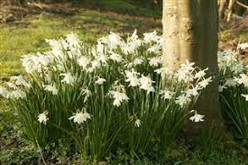 Other delivery services are available at an additional cost and subject to availability. A List Of 48 Flowers That Bloom In May With Pin Worthy Pictures Gardenerdy