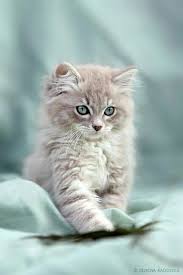 Cats & kittens at large 1. 900 Cute Kittens Ideas In 2021 Kittens Kittens Cutest Cats