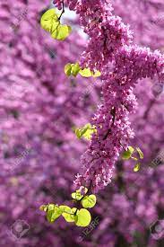Cercis canadensis, the eastern redbud, is a large deciduous shrub or small tree, native to eastern north america from southern michigan south to central mexico, east to new jersey. Mexican Redbud Tree Springtime Blossoms Closeup On Flowers Stock Photo Picture And Royalty Free Image Image 123001135