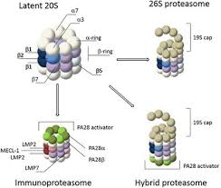 Proteasome inhibitors (inhibiting targets of signaling pathways) used for various assays, some have entered clinical trials, which would be new cancer therapies. Frontiers Visualizing Proteasome Activity And Intracellular Localization Using Fluorescent Proteins And Activity Based Probes Molecular Biosciences