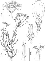 Image result for Euryops subcarnosus