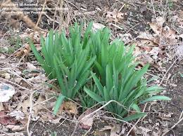 The true bulb is a layered structure filled with plant carbohydrates with a plant shoot in the core. Plant Identification Closed Flower Bulbs 1 By Badseed