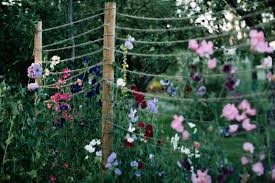 Wenn hausgärtner einen blumengarten gestalten, dürfen winterharte arten und sorten nicht fehlen. Schnittblumen Im Garten Anbauen Gartenblog Hauptstadtgarten