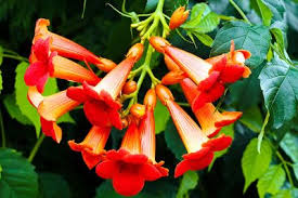 For best results & healthy plants use searles peat 80 plus potting mix. How To Grow Orange Trumpet Vine