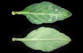 Image result for Ocimum urundense