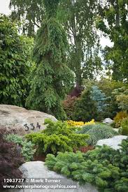 1203737 Dwarf Conifers Among Stones W House Number Abies Cv Juniperus Cv Jim Swift Bellingham Wa Conifers Garden Landscape Design Evergreen Landscape