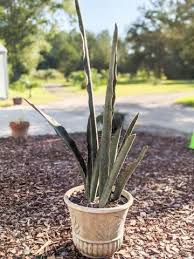 Image result for Sansevieria nilotica