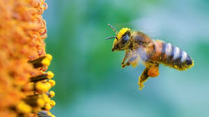 Kaum ein tier wird mit dem artensterben so gleichgesetzt wie die biene. Weltbienentag So Viel Mehr Als Honig Wissen Sz De