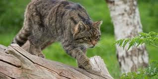 Questa foto è una foto di gatto domestico, gatto persiano, gatto selvatico. Il Gatto Dalle Origini Alla Sua Evoluzione Nel Tempo Il Valore Italiano