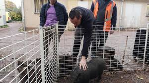 Elle compte cinq départements : Bully Les Mines Groin Groin Le Petit Cochon Asiatique A Trouve Une Famille Video