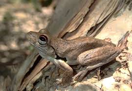 Image result for Landolphia robustior