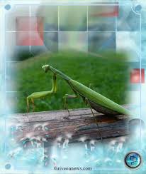 Praying Mantis Meaning And Symbolism Thrive On News Spiritual Magazine Praying Mantis Pray Spirituality