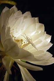 Queen Of The Night Ephiphyllum Oxypetalum Sometimes Referred As The Most Beautiful Flower In Night Blooming Flowers Cactus Flower Most Beautiful Flowers