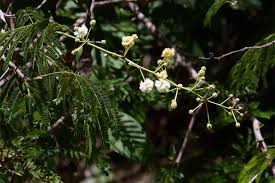 Image result for Acacia schweinfurthii