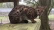 Adopt a Savannah Cat